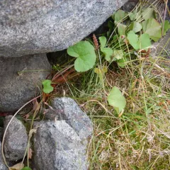alpine sorrel thumbnail 4