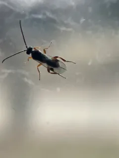 Cabbage White Parasitoid Wasp thumbnail 4