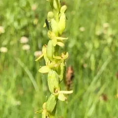 Slender Bog Orchid thumbnail 4
