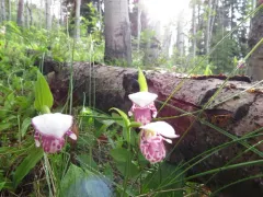 Spotted Lady's Slipper thumbnail 2