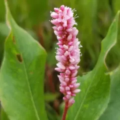 water smartweed thumbnail 4