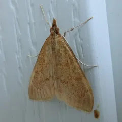 Dogbane Saucrobotys Moth thumbnail 4