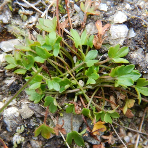 Dwarf Buttercup
