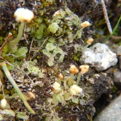 Snow Lungwort thumbnail 4