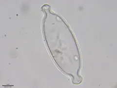Caloneis amphisbaena thumbnail 2