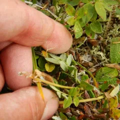 Tundra Milkvetch thumbnail 1