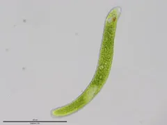 Euglena ehrenbergii thumbnail 2