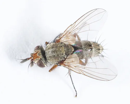 Siphona intrudens