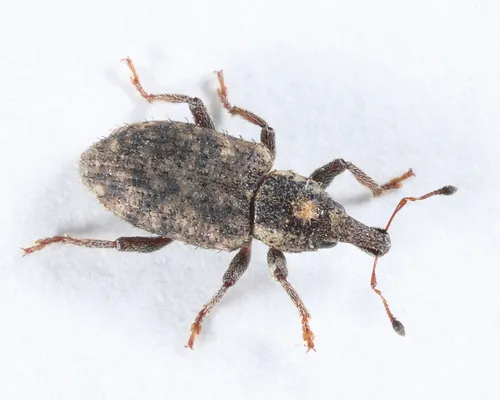 Listronotus humilis