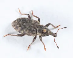 Listronotus humilis thumbnail 1