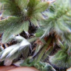 bluff cinquefoil thumbnail 2