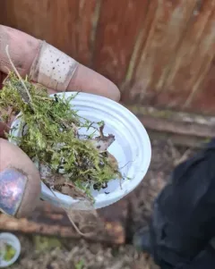 Worm Slug thumbnail 4