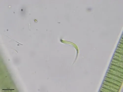 Monoraphidium contortum