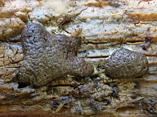 Enteridium olivaceum