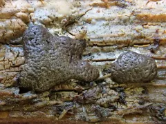 Enteridium olivaceum thumbnail 1