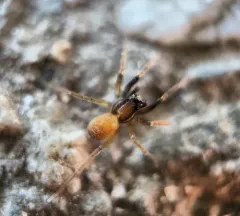 Trabeops aurantiacus thumbnail 2