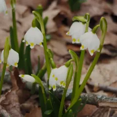Spring Snowflake thumbnail 3
