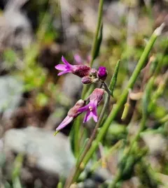Klamath rockcress thumbnail 4