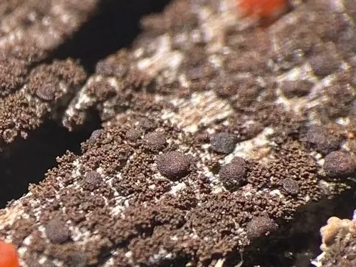 Stiff Tar-spot Lichen