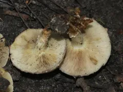Pholiota angustipes thumbnail 4