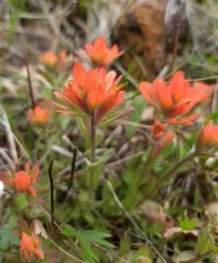Short-lobed Paintbrush thumbnail 3
