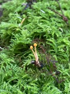 Ophiocordyceps myrmecophila thumbnail 3