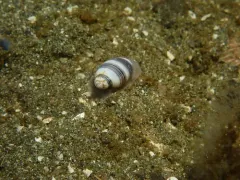 Striped Barrel Snail thumbnail 3