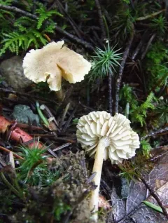 Pseudolaccaria pachyphylla thumbnail 3