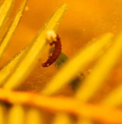 Laricobius nigrinus