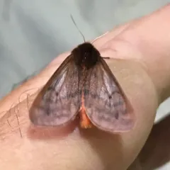 Lined Ruby Tiger Moth thumbnail 4