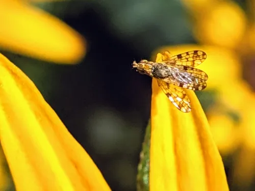 Campiglossa picciola