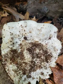 Russula acrifolia thumbnail 3