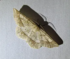 Ochre Euchlaena Moth thumbnail 3