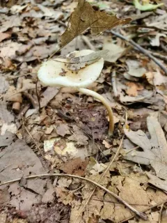 lesser rooting xerula thumbnail 3