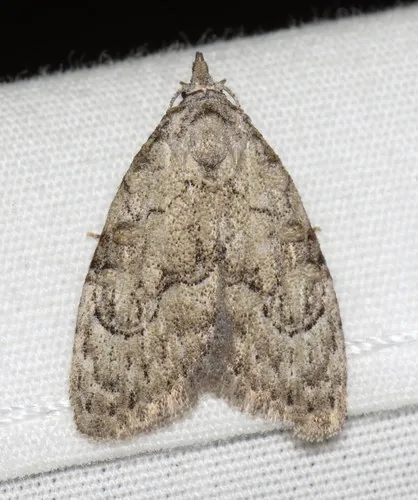Ashy Meganola Moth
