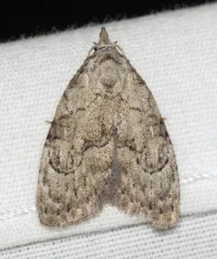 Ashy Meganola Moth thumbnail 1