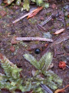 Cenococcum geophilum thumbnail 2