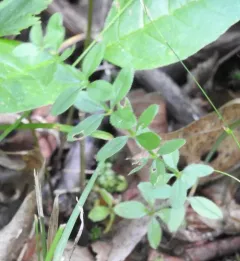 Hairy bedstraw thumbnail 4