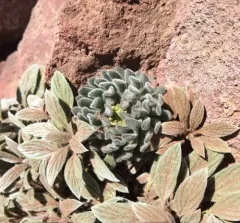 golden alpine draba thumbnail 3