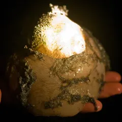 Lewis's Moon Snail thumbnail 2