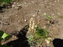 Cryptic wintergreen thumbnail 3