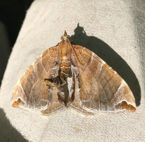 Dimorphic Eulithis Moth