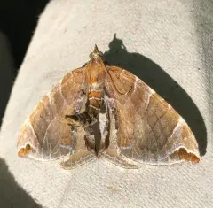 Dimorphic Eulithis Moth thumbnail 1