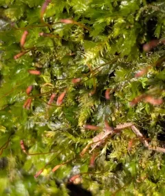 Common Pocket-moss thumbnail 1