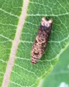 Sumac Leaftier Moth thumbnail 1