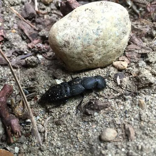 Devil's Coach Horse Beetle