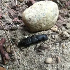 Devil's Coach Horse Beetle thumbnail 1