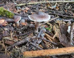 Cortinarius hirtus thumbnail 4
