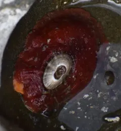Two-spotted Keyhole Limpet thumbnail 4