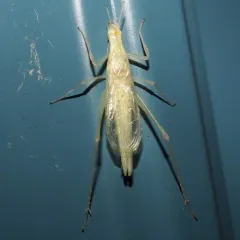 Davis' Tree Cricket thumbnail 3